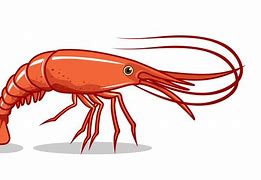 Image result for Shrimp Illustration