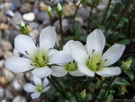 Image result for Gentiana saxosa