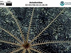 Image result for anedoide