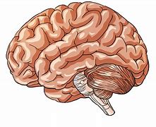 Image result for Brain Free Clip Art