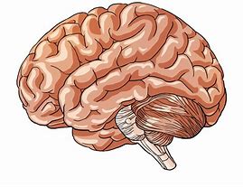 Image result for Brain Uncaged