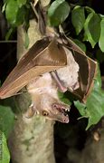 Image result for Gambian Epauletted Fruit Bat