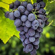 Image result for Concord Grape Vine