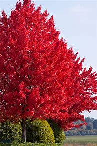 Image result for Autumn Blaze Maple Leaf