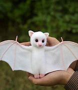 Image result for Tiny White Bat