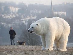 Image result for Largest Polar Bear Ever