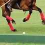 Image result for Horses USA Polo