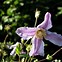 Image result for Clematis Faun