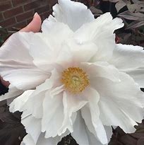Image result for Paeonia High Noon (Suffrutic.-Group)