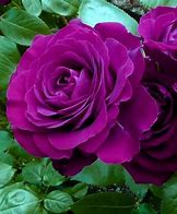 Image result for Big Purple Hybrid Tea Rose