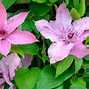Image result for Best Clematis