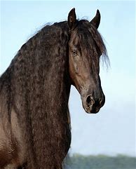 Image result for Friesian Horse Head