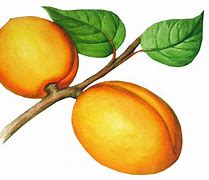 Image result for Peach