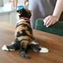 Image result for Calico Cat Memes