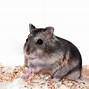 Image result for Dwarf Hamster Sites