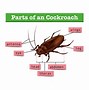 Image result for Grasshopper Body Parts