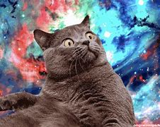 Image result for I Need My Space Meme Cat