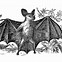 Image result for Vampire Bats Being Fed