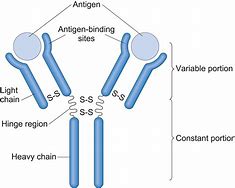 Image result for Labelled Diagram of an Antibody