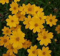 Image result for Coreopsis grandiflora Christchurch