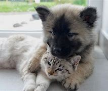 Image result for Cat and Dog Hug