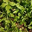 Image result for Campanula persicifolia La Belle (r)