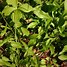 Image result for Campanula persicifolia La Bello (r)
