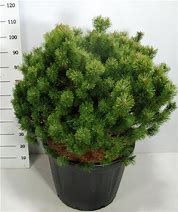 Image result for Pinus mugo Mumpitz