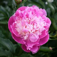 Image result for Paeonia Bowl of Beauty (Lactif-SD-Group)