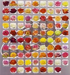 Rose Color Chart Flower Names Reference Pinterest