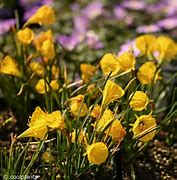 Bildergebnis für Narcissus bulbocodium Oxford Gold
