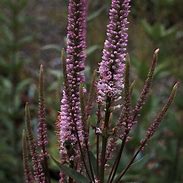 Image result for Veronicastrum virginicum Erica