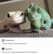 Image result for Funny Gecko Memes