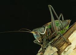 Image result for Chinese Cricket Insect