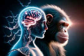 Image result for Brain Evolution