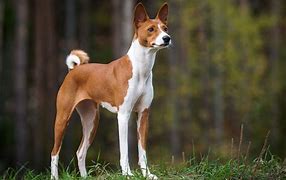 Image result for Cool Dog Breeds