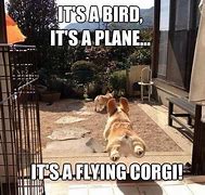 Image result for Wholesome Corgi Memes