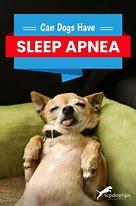 Image result for Dog Sleep Meme