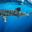 Image result for Whale Shark Feeding
