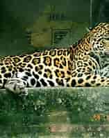 Felidae-க்கான படிம முடிவு. அளவு: 157 x 200. மூலம்: it.wikipedia.org