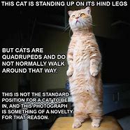 Image result for Cat with Leg Up