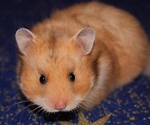 Image result for Hamster Syrien