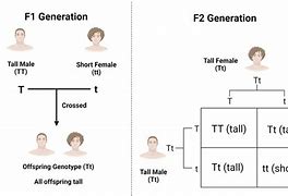 Image result for Phenotype Ratio Example