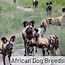 Image result for African Wild Dog Pack