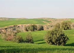 Image result for Rolling Hills Green Israel