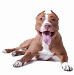 Image result for Big Pit Bull Dogs