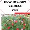 Image result for Cypress Vine Plant
