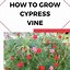 Image result for Cypress Vine in Garden