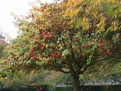 Image result for Wild Apple Tree Kentucky