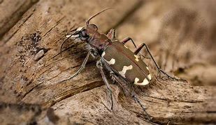 Image result for cicindela_hybrida